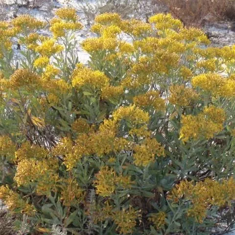 thumbnail for publication: Woody Goldenrod, Chrysoma pauciflosculosa